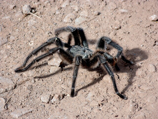 spider  caranguejeira on a wall