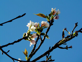 branch of a tree sakura