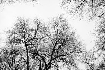 Silhouette of trees in winter in black and white in Galicia (Spain)