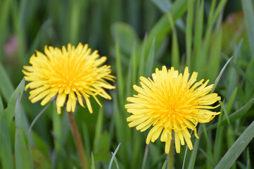 Naklejka premium Bright dandelions are blooming in the grass
