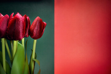 Close-up view of beautiful red tulips in front of red-black background. Natural, flowers, fragrant
