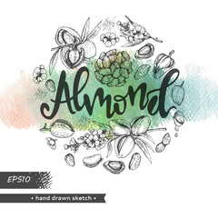 Circle filled Almond kernels of nuts and a branch of almonds with nuts, fruits, flowersand lettering Almond.