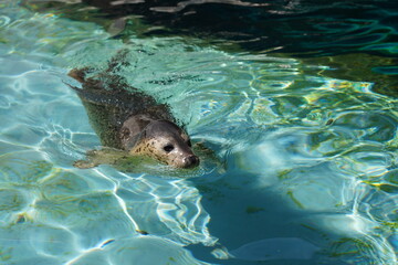 泳ぐアザラシ © Tak.Niwa