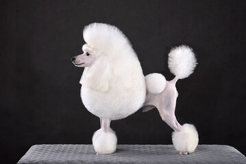 Standing white toy poodle