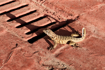 Iguana lizard sitting in morning sun near rain sewer grate in town square.