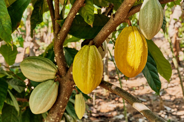 Fruits of chocolate cocoa tree close-up