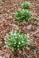 Elwes's Snowdrop (Galanthus elwesii) in park