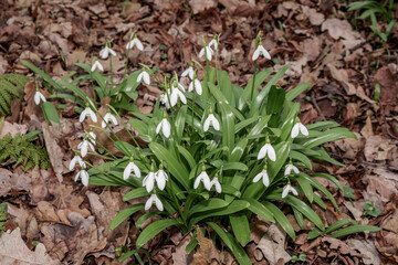 Elwes's Snowdrop (Galanthus elwesii) in park