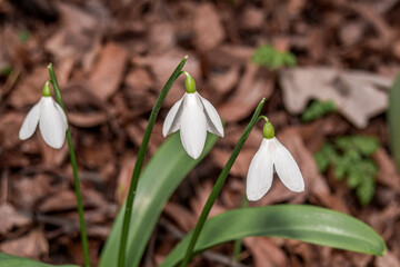 Elwes's Snowdrop (Galanthus elwesii) in park