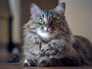 Portrait of a Norwegian forest cat