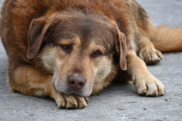 sad stray dog, close up dog face, brown dog, old dog