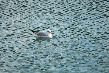 Fototapeta premium Laughing gull