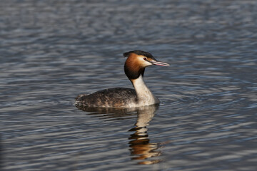 Crested Grebe