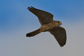 Female Kestrel in Flight