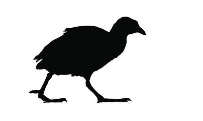 Walking bird. Vector image. White background. Bird: Eurasian Coot. 