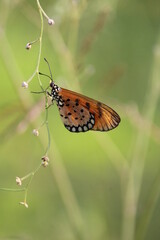 A yellow butterfly perched on some thorns
