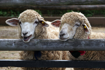 2頭の羊OLYMPUS DIGITAL CAMERA