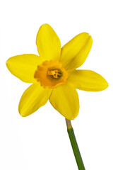 Fototapeta premium Yellow daffodil in close-up on a white background