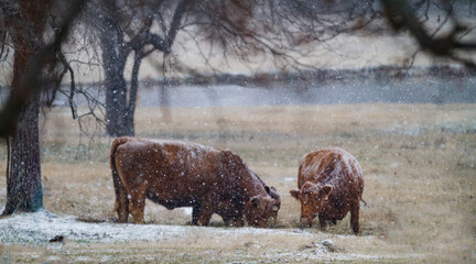 Cows eating hay in the snow in the pasture