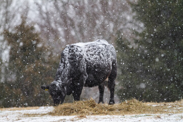 Cow eating hay in a snow storm