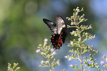 A black butterfly fluttering around some lavender flowers