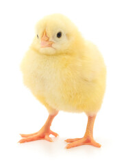 Small yellow chicken