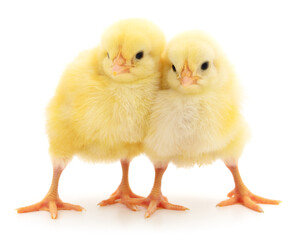 Two yellow chickens.