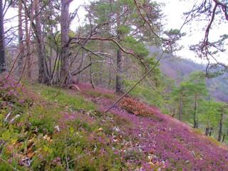 Pine forest in Slovenia and pink blooming winter heath, spring heath or alpine heath (Erica carnea) covering the ground