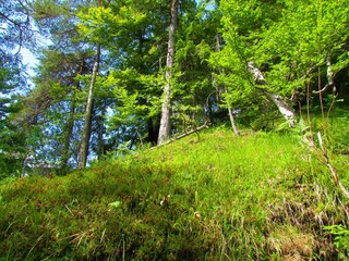Bright green sunlit forest clearing with a scots pine forest in the background in Slovenia