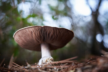 Agaricus Campestris