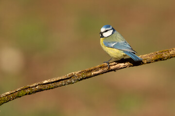 Blue tit with the first light of the morning in an oak forest on a cold and cloudy winter morning