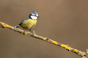 Blue tit with the first light of the morning in an oak forest on a cold and cloudy winter morning