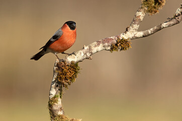 Adult male Eurasian bullfinch in an oak forest in the last light of the afternoon on a cold winter...