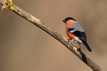 Eurasian bullfinch male in last light of day in breeding plumage on a cloudy day