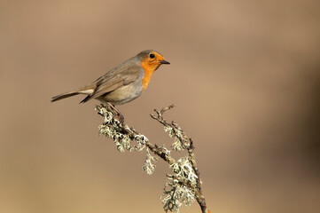Eurasian nuthatch in a Mediterranean forest with the last light of a cold winter day
