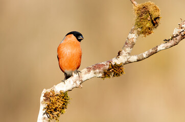 Adult male Eurasian bullfinch in an oak forest in the last light of the afternoon on a cold winter day