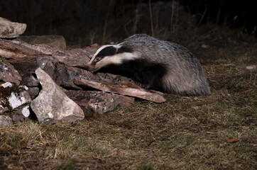 European badger male searching for food within his territory in the early evening on a cold winter day © Jesus