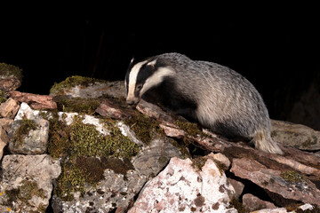 European badger male searching for food within his territory in the early evening on a cold winter day © Jesus