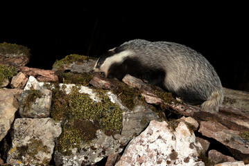 Adult male European badger searching for food in the early evening hours in an oak forest © Jesus
