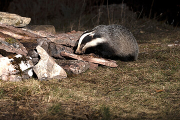 Adult male European badger searching for food in the early evening hours in an oak forest © Jesus