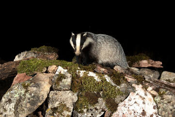 Adult male European badger searching for food in the early evening hours in an oak forest © Jesus