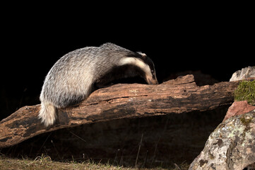 European badger male searching for food within his territory in the early evening on a cold winter day © Jesus