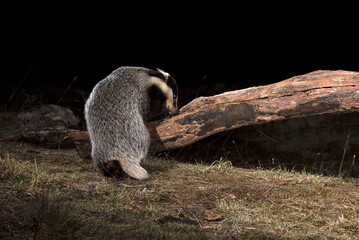 European badger male searching for food within his territory in the early evening on a cold winter day © Jesus