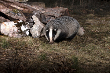 European badger male searching for food within his territory in the early evening on a cold winter day