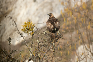 Adult male Golden Eagle with the first light of day in his mountainous territory perched on a tree.
