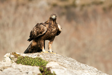 Adult male Golden eagle in a mountainous area of an oak forest with the first light of a cold winter day