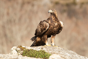 Adult male Golden eagle in a mountainous area of an oak forest with the first light of a cold winter day