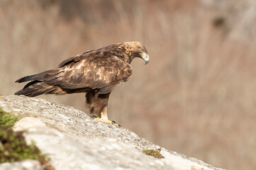 Adult male Golden eagle in a mountainous area of an oak forest with the first light of a cold winter day