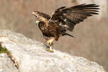 Adult male golden eagle in a mountainous area of oak trees and rocks with the first light of a cold winter day