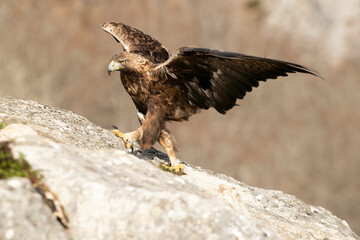 Adult male Golden Eagle with the first light of the day in a mountainous area of his territory on a rock